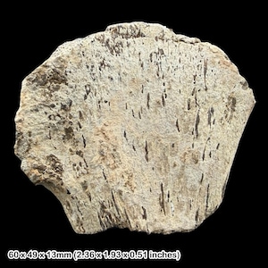 May include: A fossilized bone fragment with a rough, textured surface in shades of beige, tan, and dark brown. The specimen features elongated, dark brown mineral inclusions throughout its structure. It measures 2.36 x 1.93 x 0.51 inches.