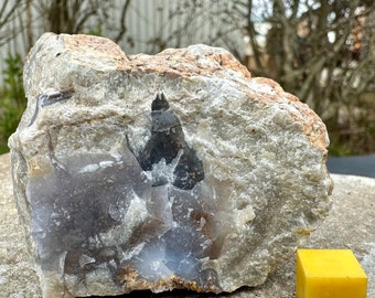 Genuine dinosaur coprolite (fossil poo)