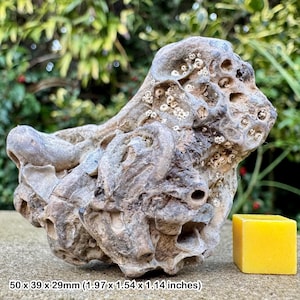 ジュラ紀のワームチューブ化石 | Cycloserpula intestinalis