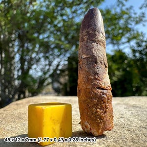 Genuine rebbachisaurus dinosaur tooth fossil cretaceous kem kem morocco coa