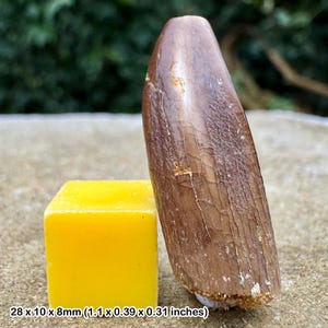 Genuine rebbachisaurus dinosaur tooth fossil cretaceous kem kem morocco coa