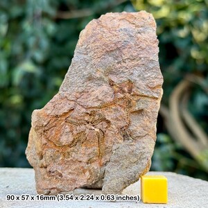 Estrellas frágiles fósiles (ophiura) - valle del Draa, Ordovícico, Marruecos - ejemplar auténtico con coa