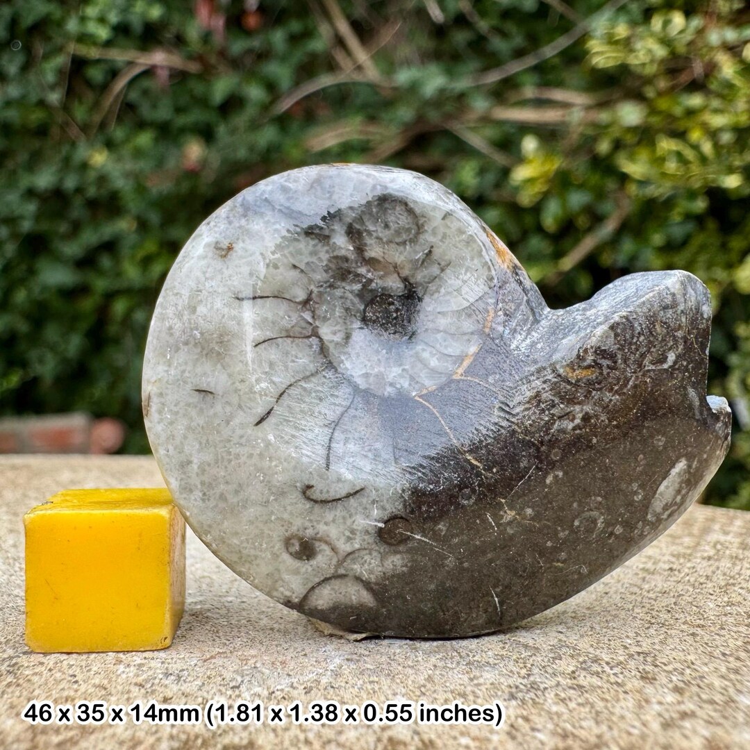 ゴニオクリメニアの化石 アンモナイト モロッコ産 化石 デボン紀 大きめサイズ 研磨されたゴナタイト ゴニオクリメニア 化石 デボン紀 モロッコ 本物
