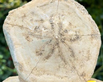 Large echinoid fossil dendraster | miocene era | west java indonesia | authentic specimen with coa