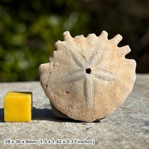 Dollaro di sabbia echinoide fossile - pliocene - Marocco - fossile autentico con COA