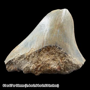 May include: A fossilised shark tooth with a light grey enamel surface and a rough, brown root. The tooth measures 61 x 67 x 16mm. The image is set against a black background.