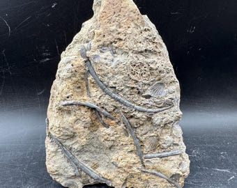 Fossil death bed bivalves & worm tubes jurassic pliensbachian yorkshire coast robin hoods bay uk