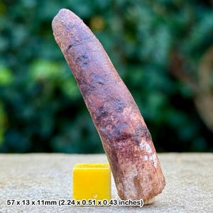 Rebbachisaurus dinosaur tooth fossil | cretaceous kem kem morocco | genuine w/ coa