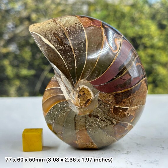 オウムガイ化石 Pseudaganides cf. aganiticus オウムガイの化石海洋