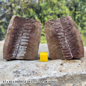 Zeldzame mazon creek split fossiel varenknobbeltje pecopteris bladeren carboon Illinois usa met certificaat van echtheid