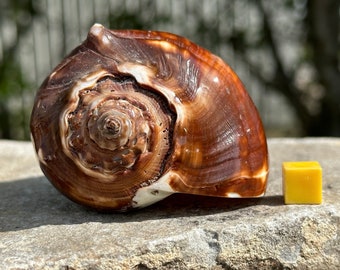 Polished melongena seashell - stunning shell for decoration