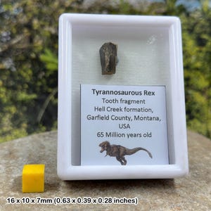 Authentic tyrannosaurus rex tooth (partial) – dinosaur fossil – hell creek formation – cretaceous – montana, usa – coa included