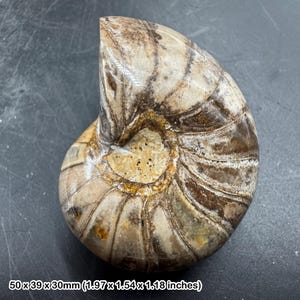 オウムガイの化石海洋生物、マダガスカル産、白亜紀、本物、認証済み