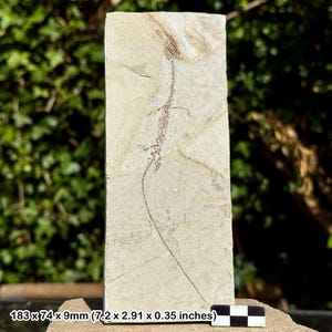 Rare hyphalosaurus lingyuanensis fossil – lower cretaceous reptile, jehol biota, liaoning china