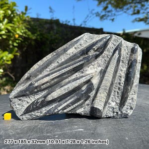 Fossil orthoceras slab in black marble slab worldwide fossils genuine