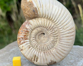 Beautiful fossil ammonite, madagascar jurassic, genuine, certified