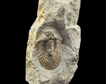 Fósil de trilobite escutellum raro del Devónico de Marruecos, grado A con COA