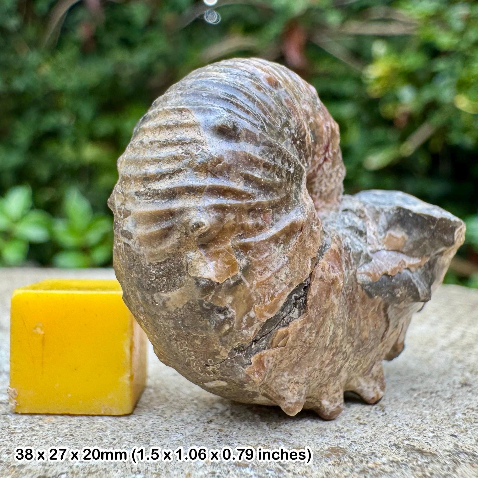 Scaphites - Etsy 日本