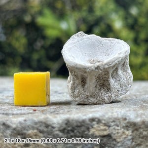 Fossilised fish vertebra, usa, cretaceous period