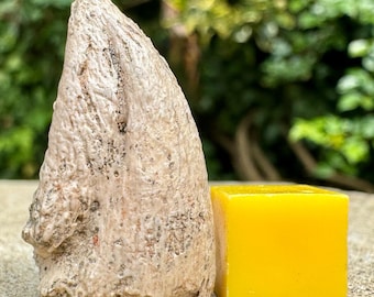 Majungasaurus dinosaur claw fossil cretaceous madagascar genuine specimen with premium certificate of authenticity