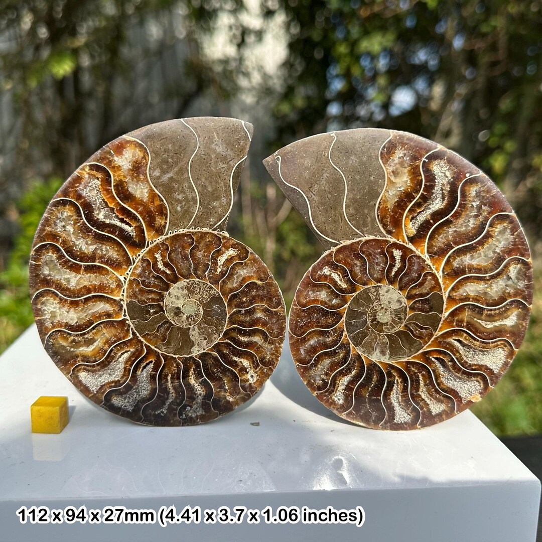 値下げ中　オウムガイ　貝　台座付き　置物　インテリア 値下げ中 オウムガイ 貝 台座付き 置物 インテリア - メルカリ