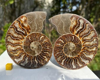 新品　マダガスカルのアンモナイト化石　超大　本物保証　おまけ付き　希少　送料無料 楽天市場】【送料無料】【アンモナイト/化石】大型 アンモナイト