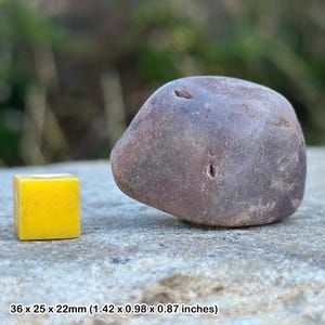 Jurassic dinosaur gastrolith stomach stone fossil - morrison formation, colorado usa - genuine specimen w/ certificate