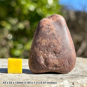 Jurassic dinosaur gastrolith stomach stone fossil - morrison formation, colorado usa - genuine specimen w/ certificate