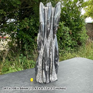 Stunning orthoceras fossil in black marble statue: exquisite piece from morocco, devonian era