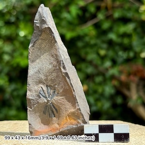 Fossil plant – sphenophyllum cuneifolium fern – carboniferous coal measures – genuine uk specimen with certificate