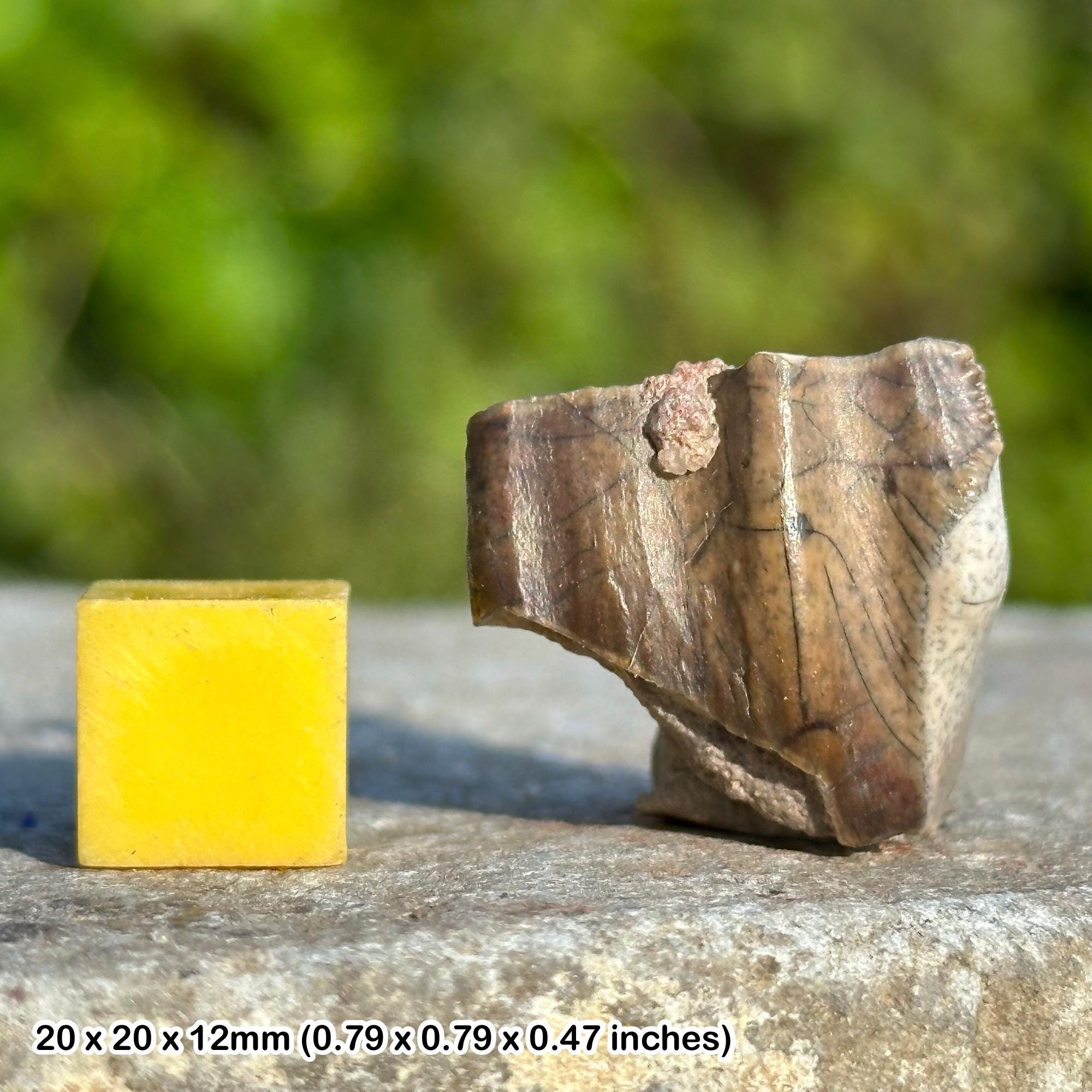 オウラノサウルス恐竜の歯の化石 – スピノサウルス類、エルハズ層、白