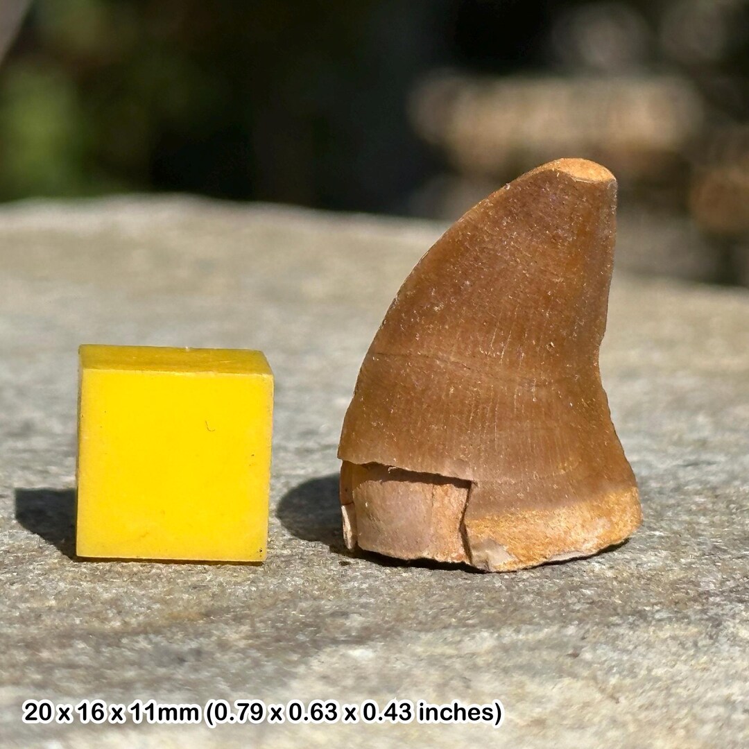 アロサウルス実物歯化石 トキワ様以外の方の購入は受け付けません