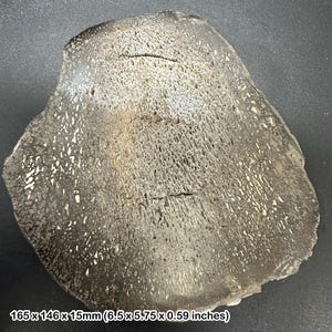 May include: A fossilized bone fragment with a porous texture and a dark gray color. The bone measures 6.5 x 5.75 x 0.59 inches. The surface has a network of small holes and cracks, with lighter-colored areas.