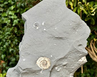 Echtes Psiloceras planorbis-Ammonitenfossil mit Ständer – Jurassic Blue Lias, Somerset, Großbritannien – inklusive Echtheitszertifikat