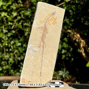 Rare yphalosaurus lingyuanensis fossil – lower cretaceous dinosaur reptile, liaoning china