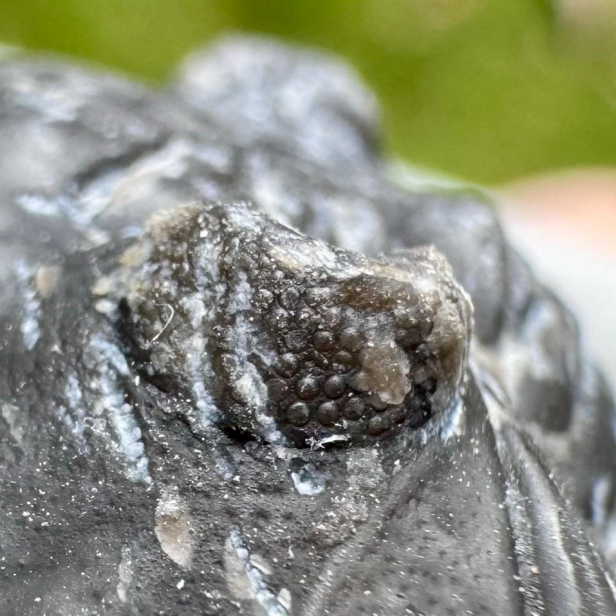 メタカンティナ化石三葉虫 - デボン紀、タブーマクルフ層