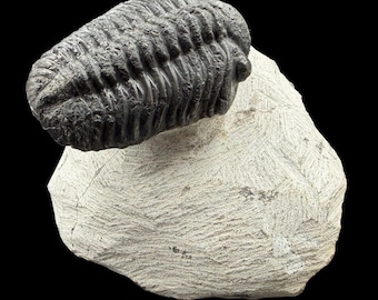 ゲラストス三葉虫の化石 - デボン紀、モロッコ - 古代の海洋生物