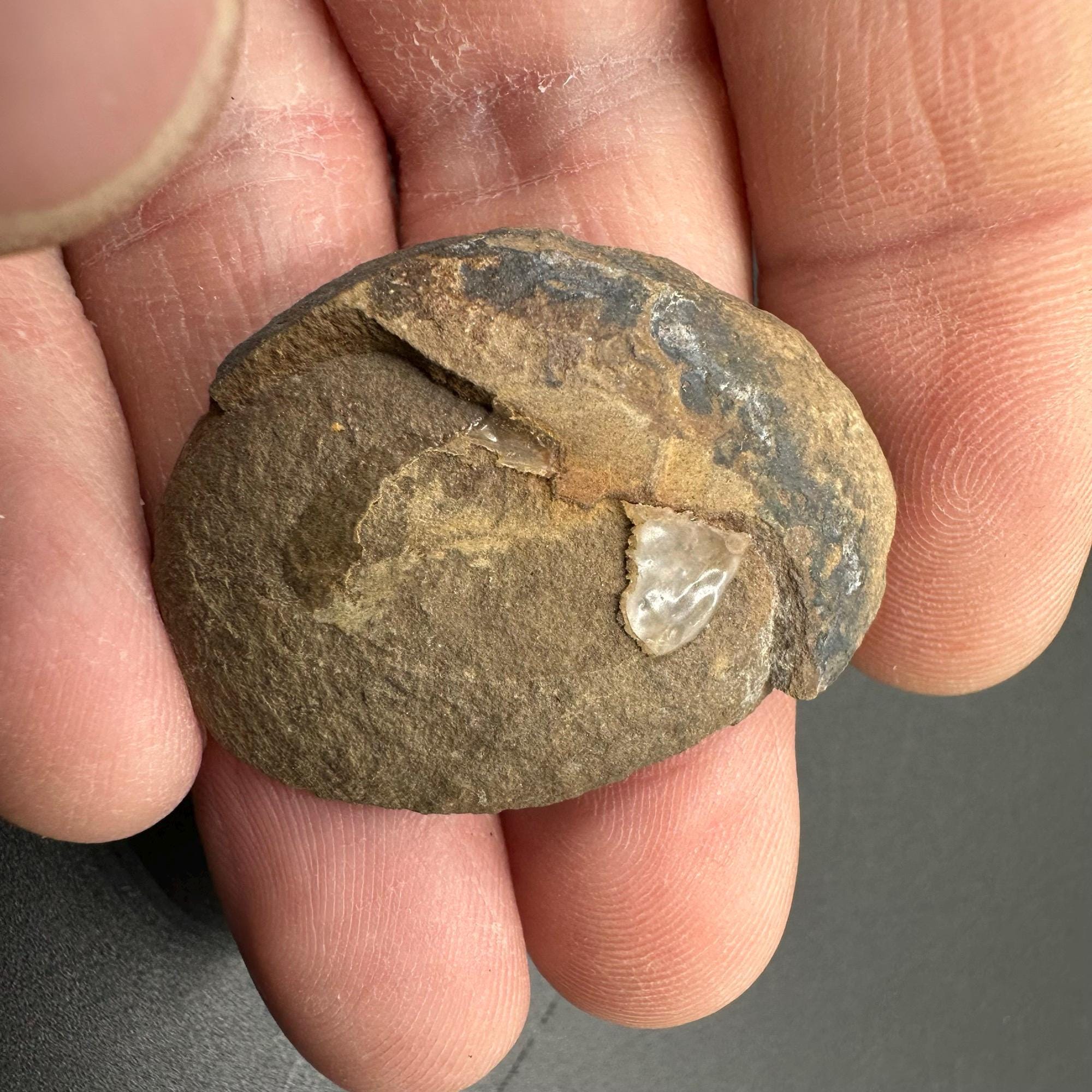Essexella Asherae Fossil Worm – Carboniferous Mazon Creek Francis