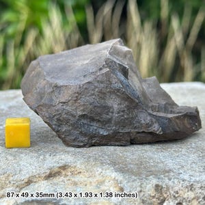 Fossil fern plant – carboniferous coal measures – radstock, somerset, uk – genuine british fossil w/ coa