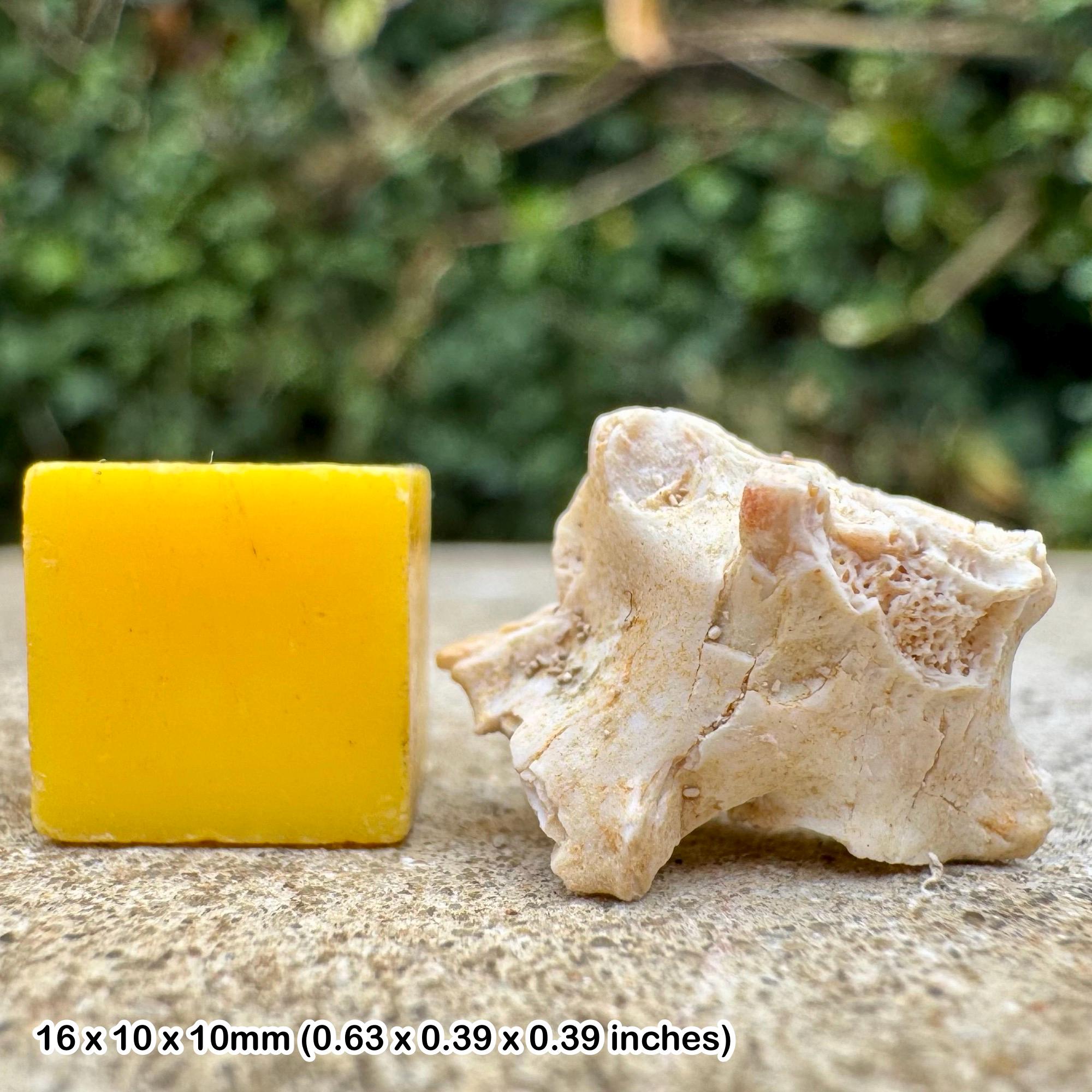 化石ヘビの椎骨 – パレオフィス・マグレビアヌス – 始新世、モロッコ