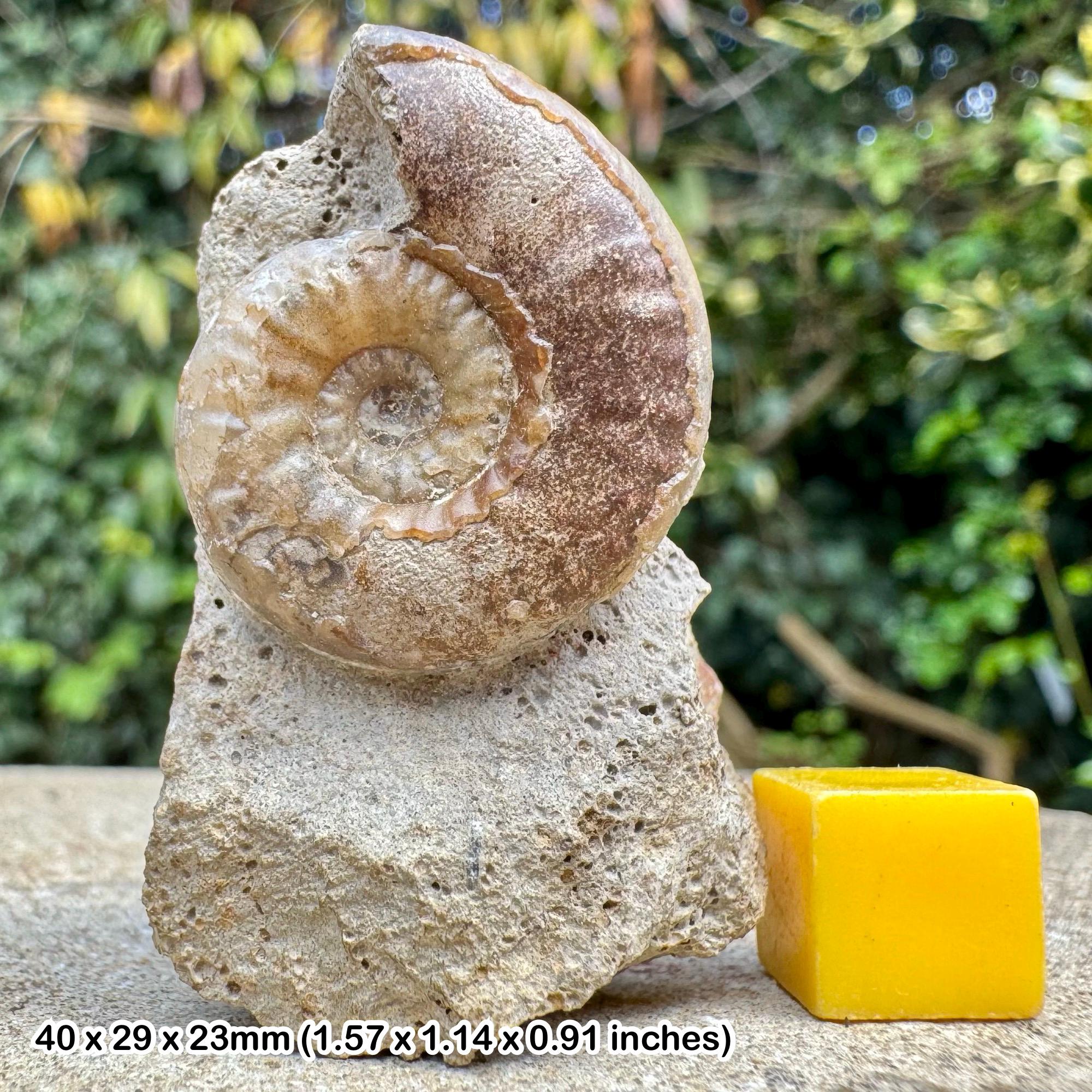 アンモナイト化石（91） 【公式通販】