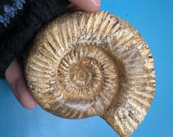 美しい化石アンモナイト、マダガスカルジュラ紀、本物、認定済み