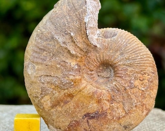 Seltene Sigaloceras Planizirkel Ammonit Fossil Jura South Cave Humberside UK Coa