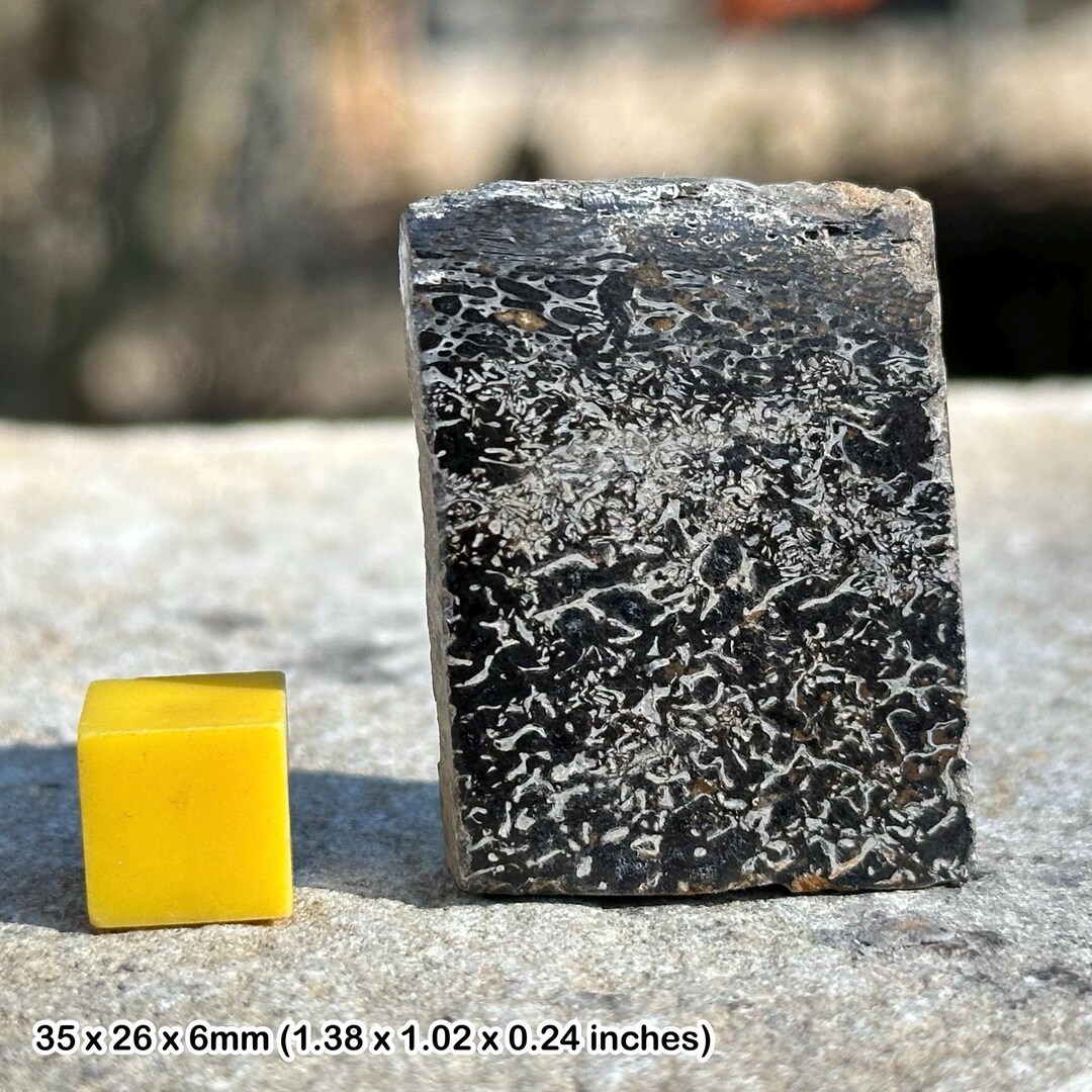 Atlasaurus Dinosaur Bone Sauropod Slice, Middle Jurassic, Morocco ...