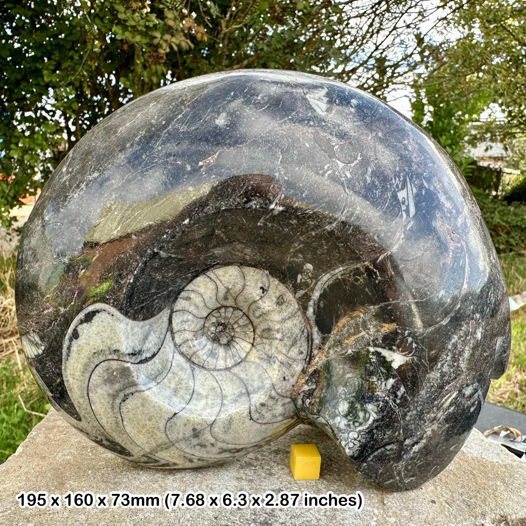 Goniatite fossil - Etsy 日本