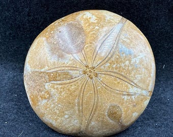 ウニの化石 バソニアン 中期ジュラ紀 1～2インチ 10個 - Etsy 日本