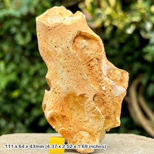 Fossil sponge in flint, grey chalk subgroup, cretaceous, branscome, devon, uk - genuine