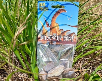 Fossilized triceratops dinosaur bone bag - 100% genuine specimen from cretaceous era in usa