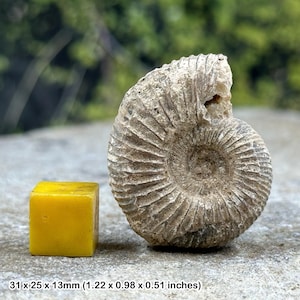 Perisphinctes ammonite fossil, prehistoric, worldwide fossils