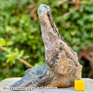 Large fossil fish bone & fins in block - triassic westbury formation - aust cliff uk - genuine with certificate